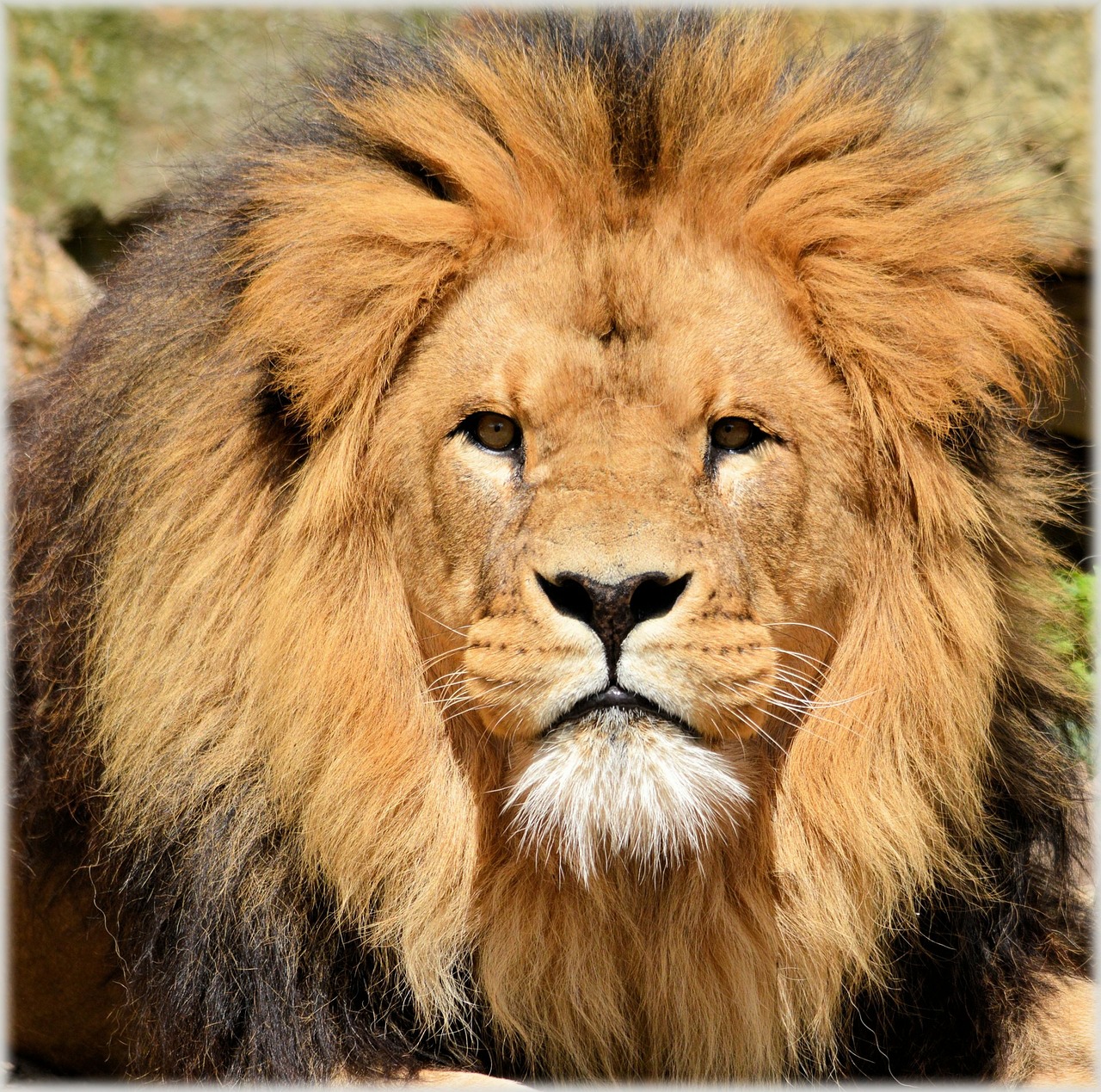 Image - lion lioness wildlife hunter