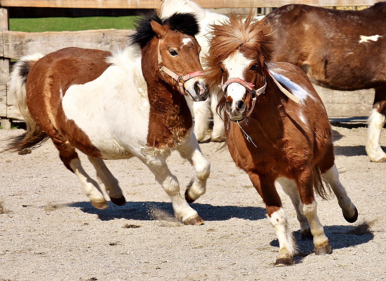 Image - horses play funny animal pony