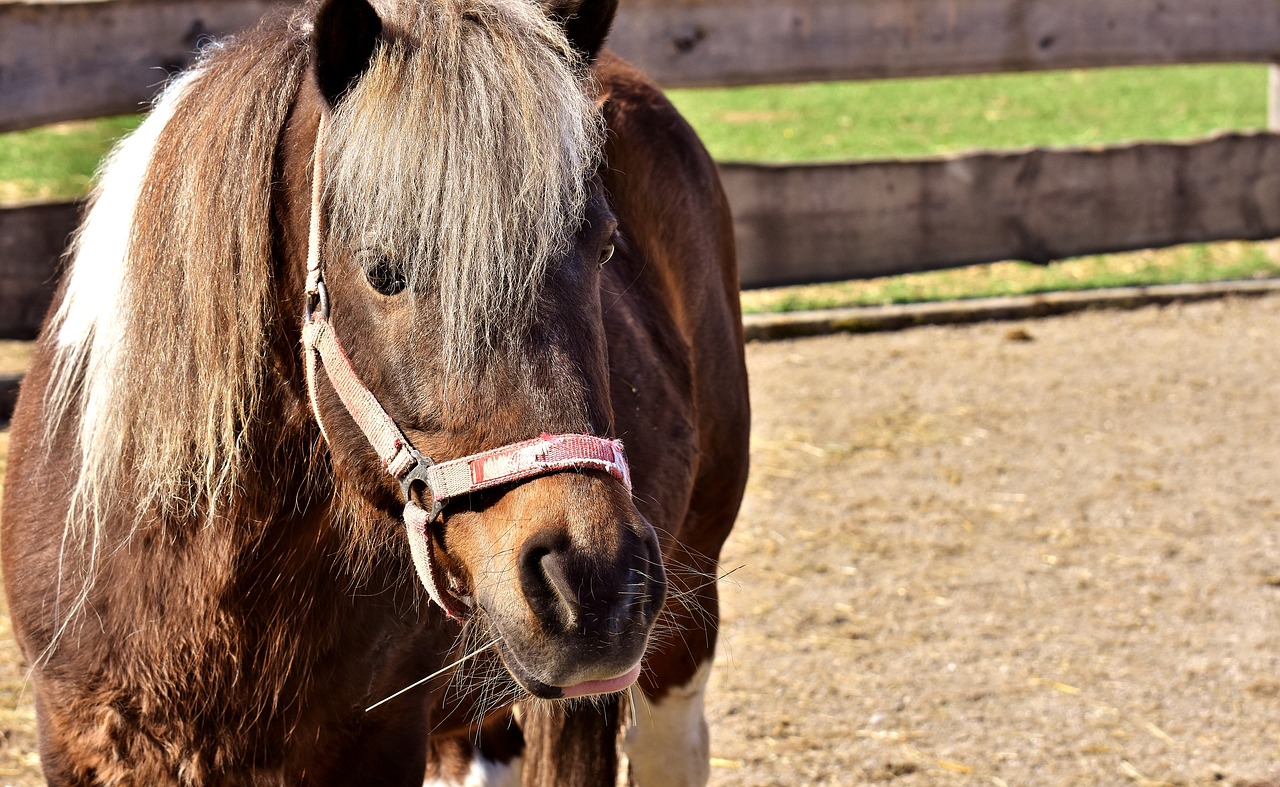 Image - horse animal pony seahorses nature