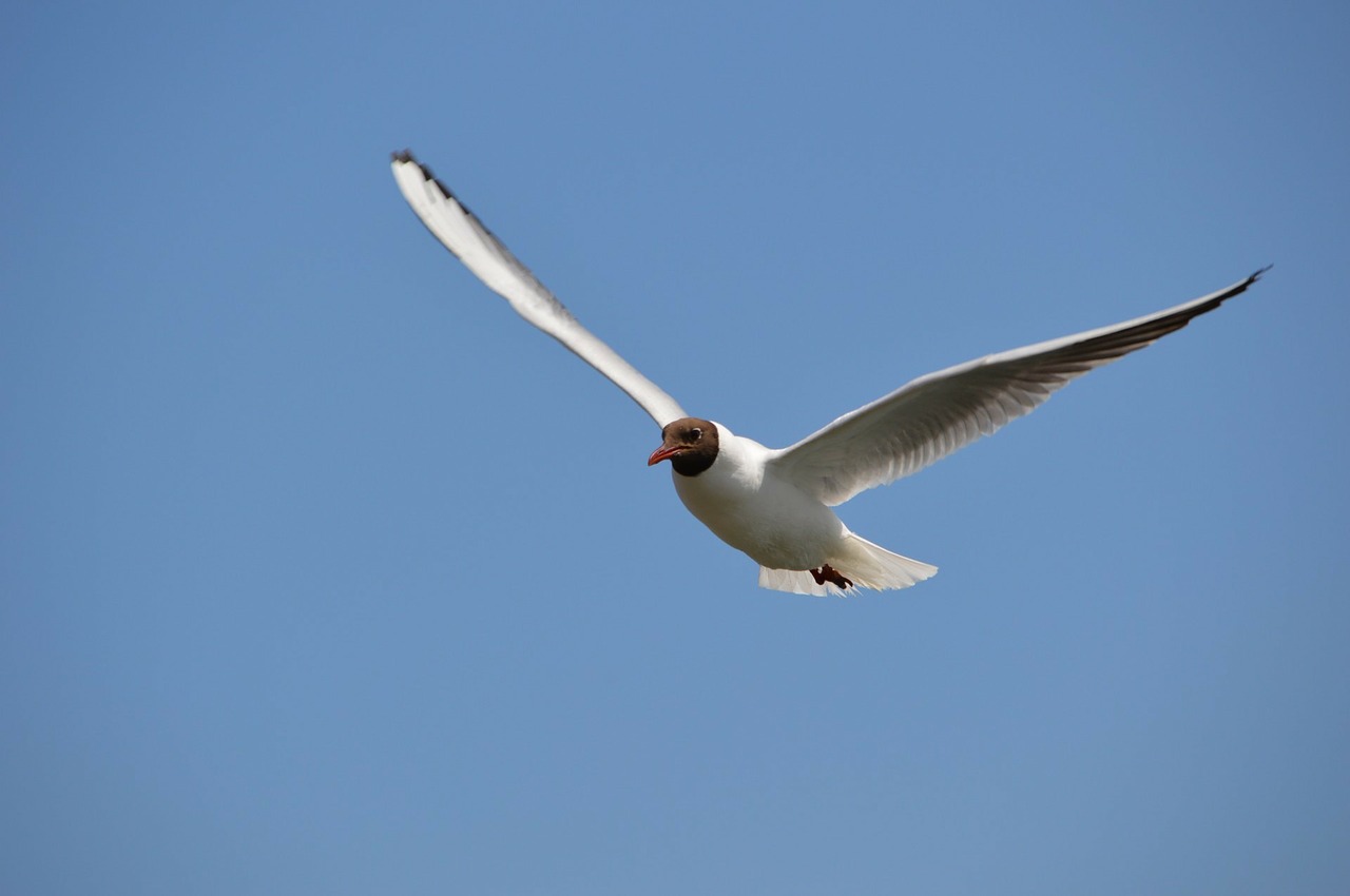Image - bird seabird seagull water animal