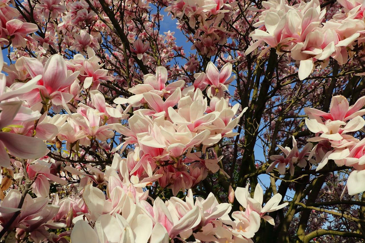 Image - magnolia magnolia tree spring pink