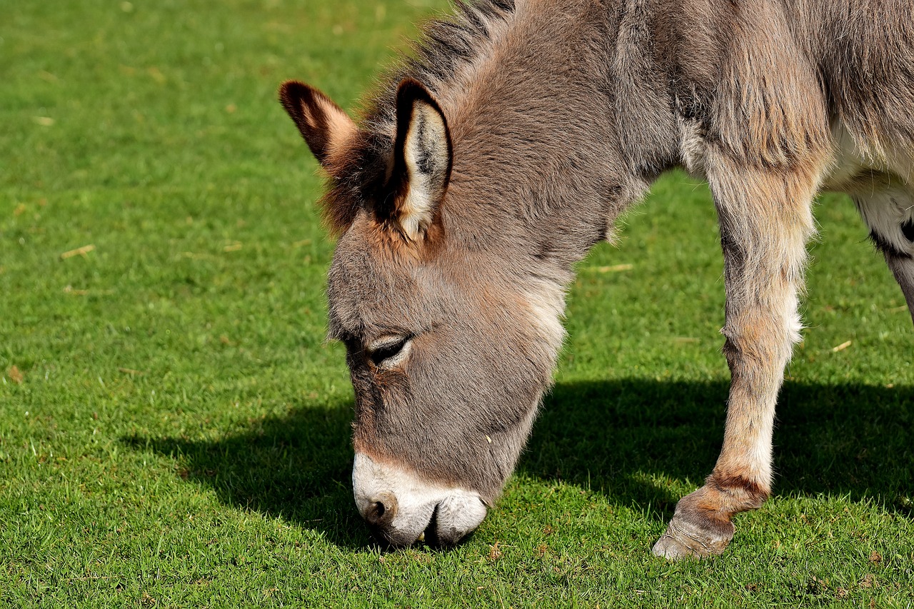 Image - donkey animal nature rural meadow