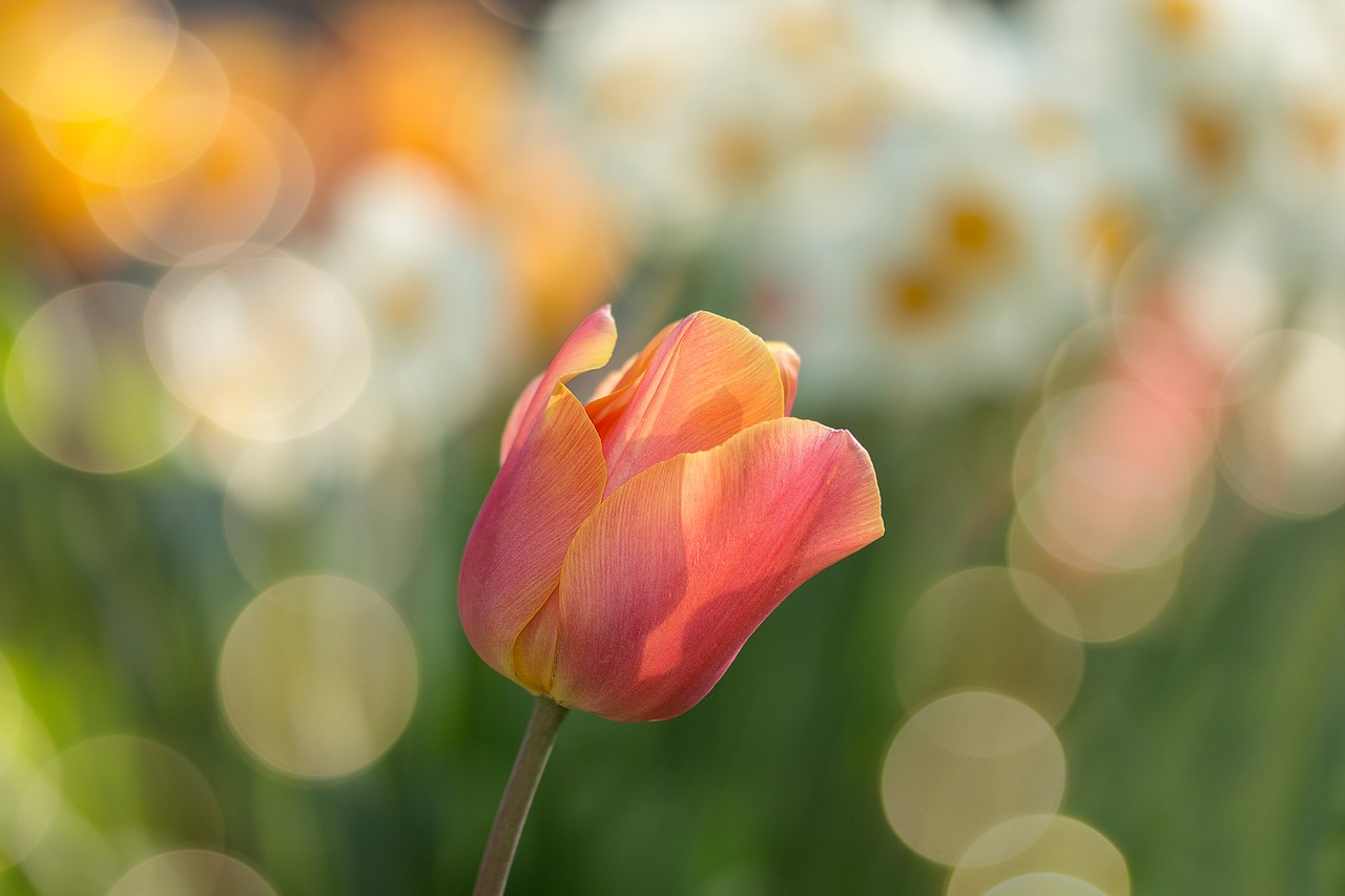 Image - tulip red flowers spring nature