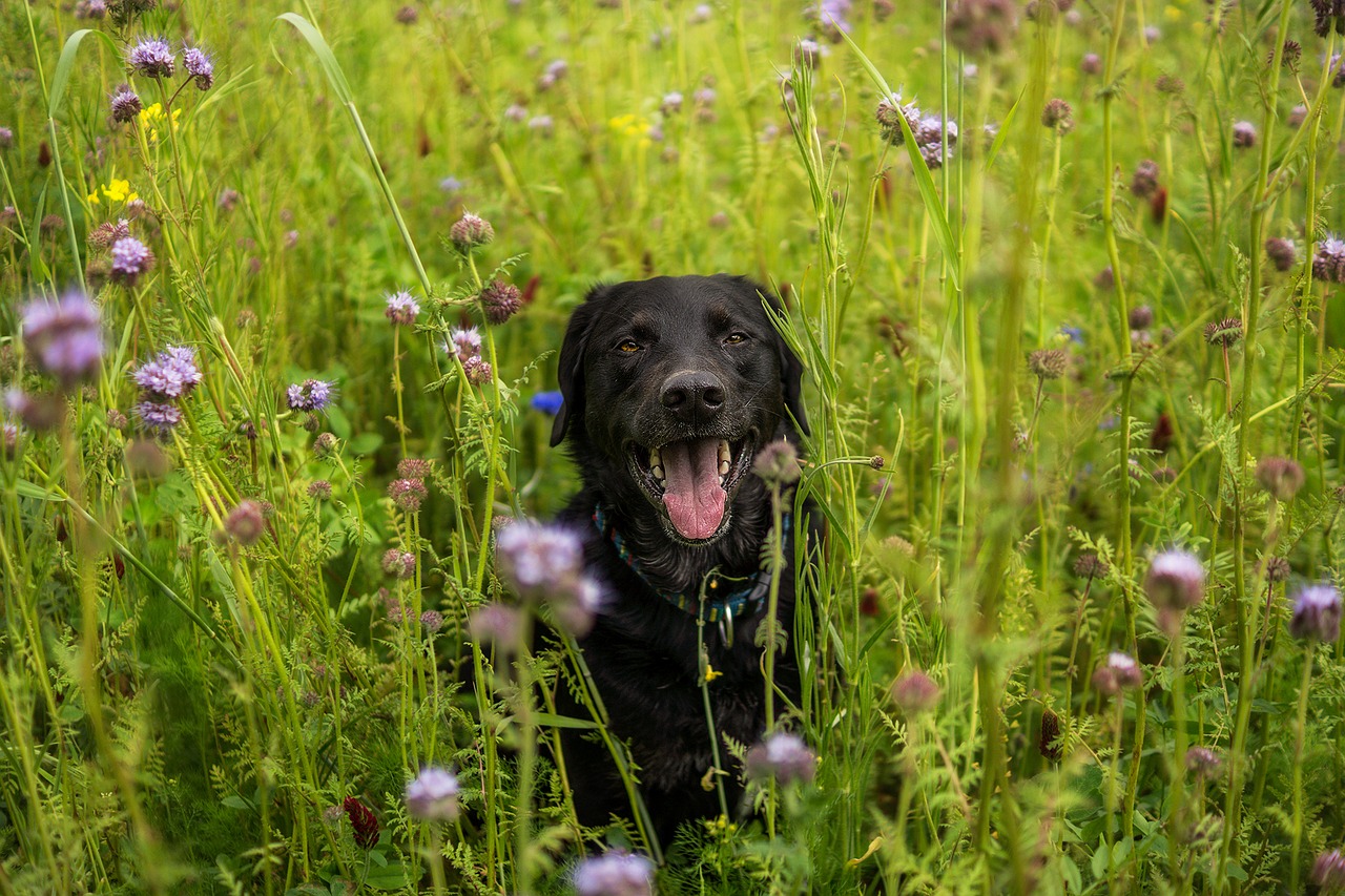 Image - labrador meadow dog domestic dog