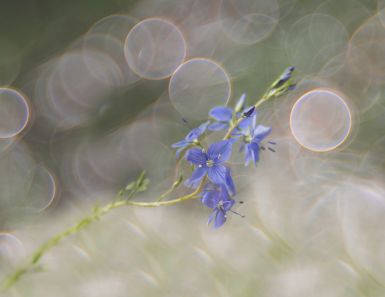 Image - honorary award bokeh meadow weed