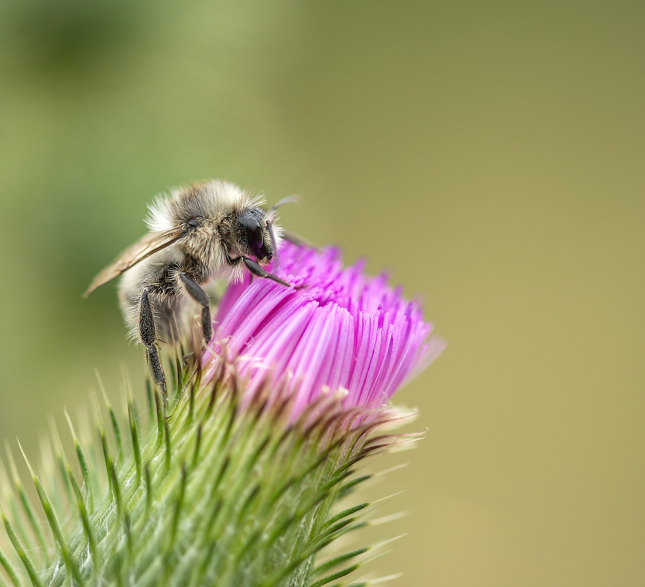 Image - bee thistle rest insect