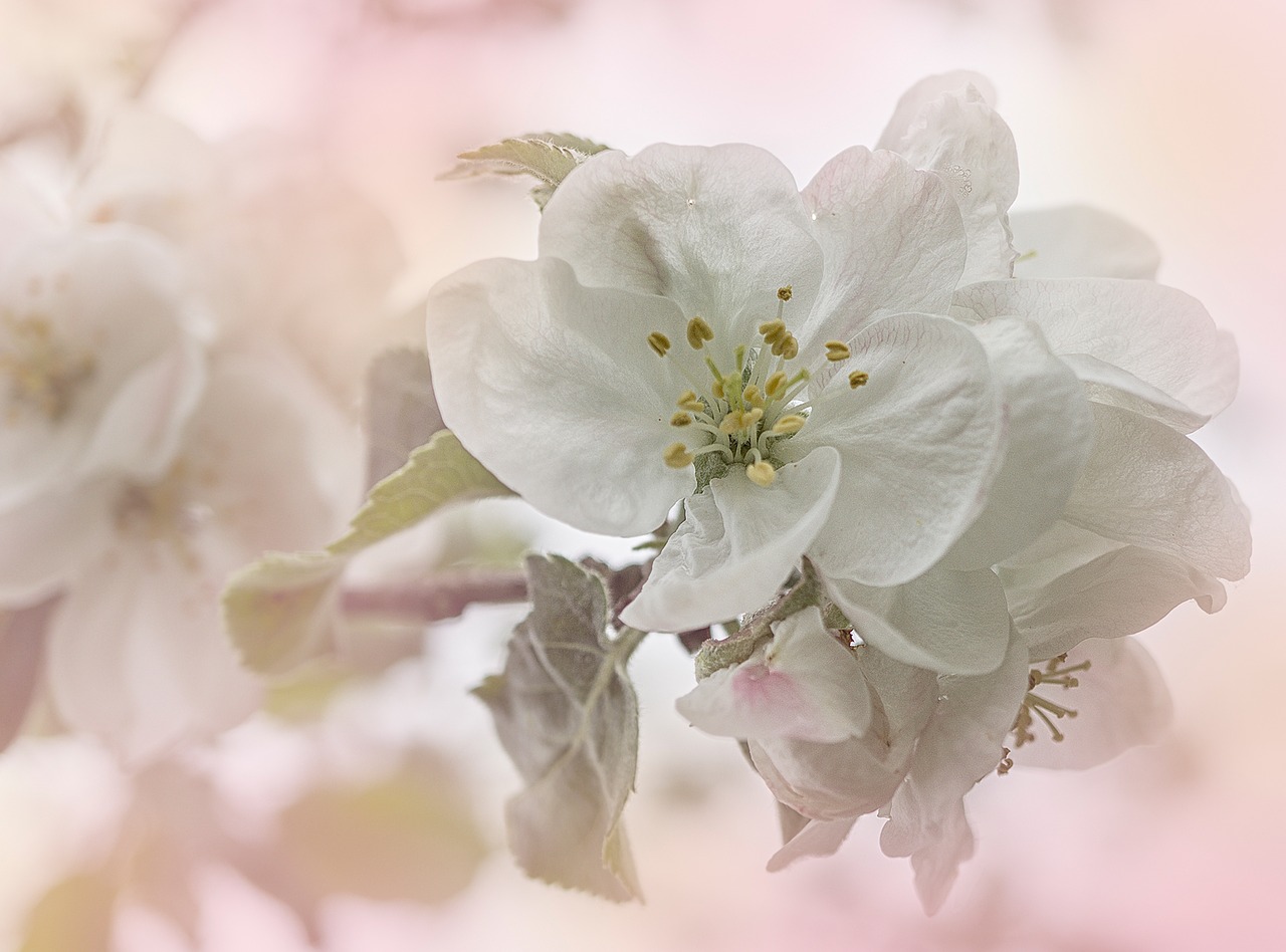 Image - apple apple tree apple blossoms