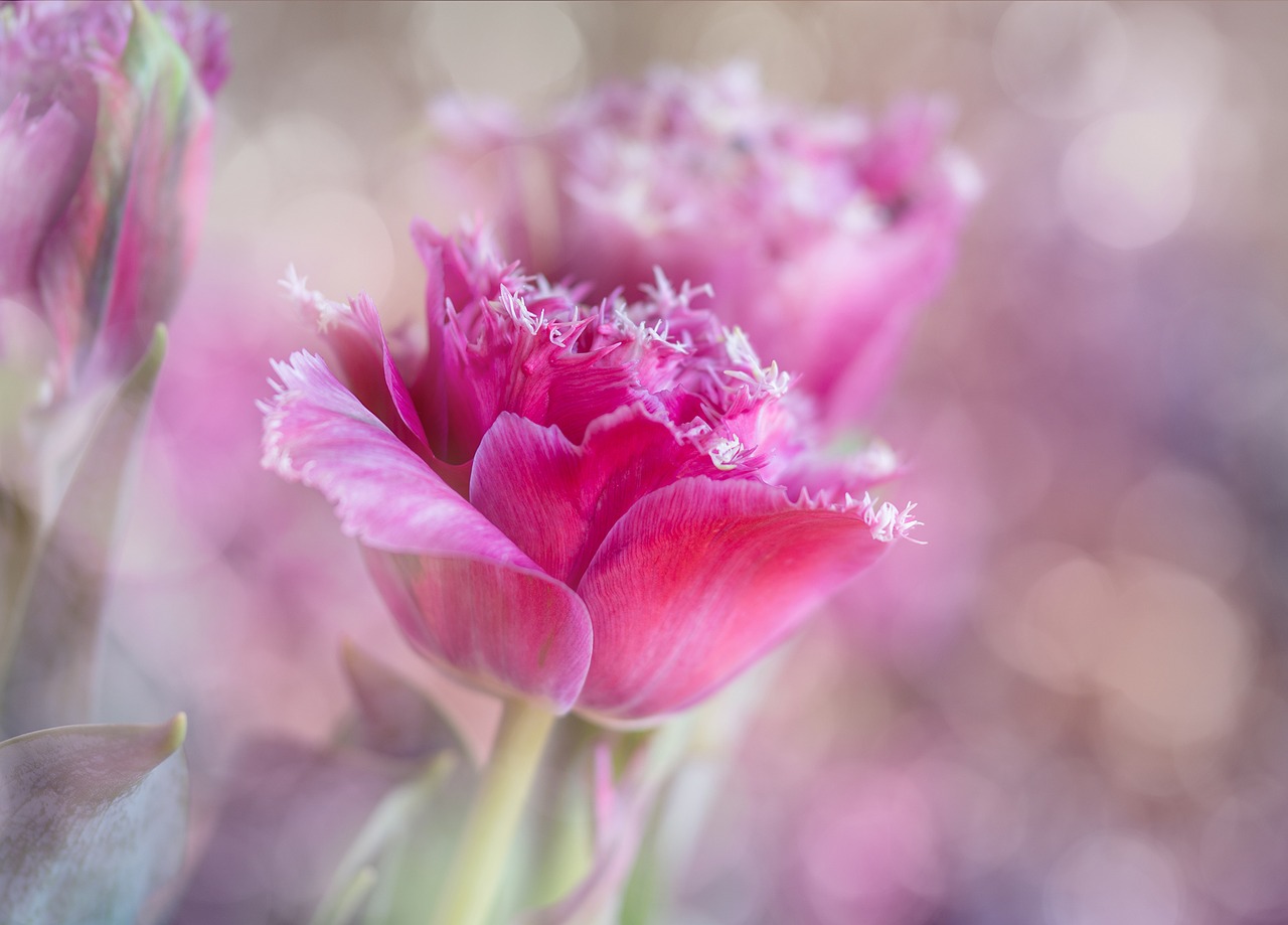 Image - tulips breeding pink flower