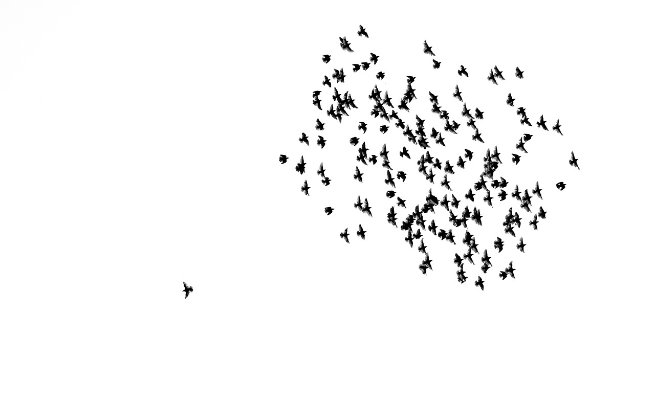 Image - birds swarm flock of birds sky