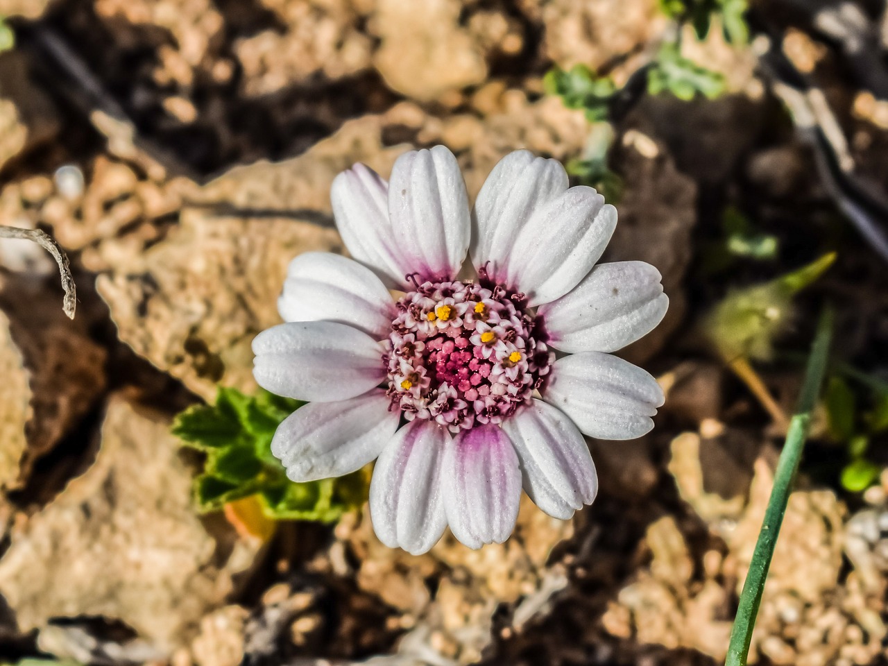 Image - anthemis tricolor wildflower daisy