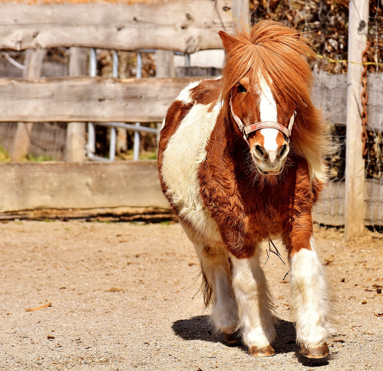 Image - pony run cute small horse brown