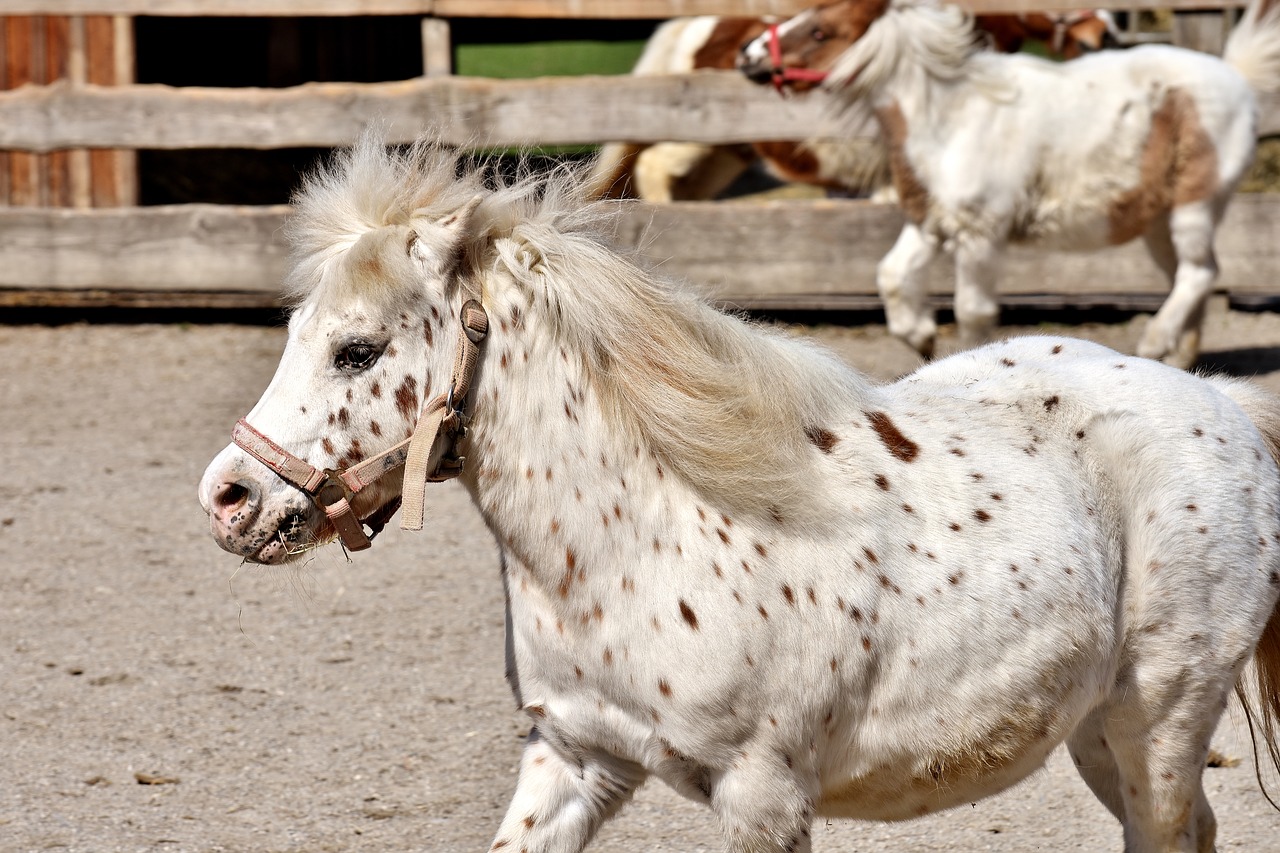 Image - horses play funny animal pony