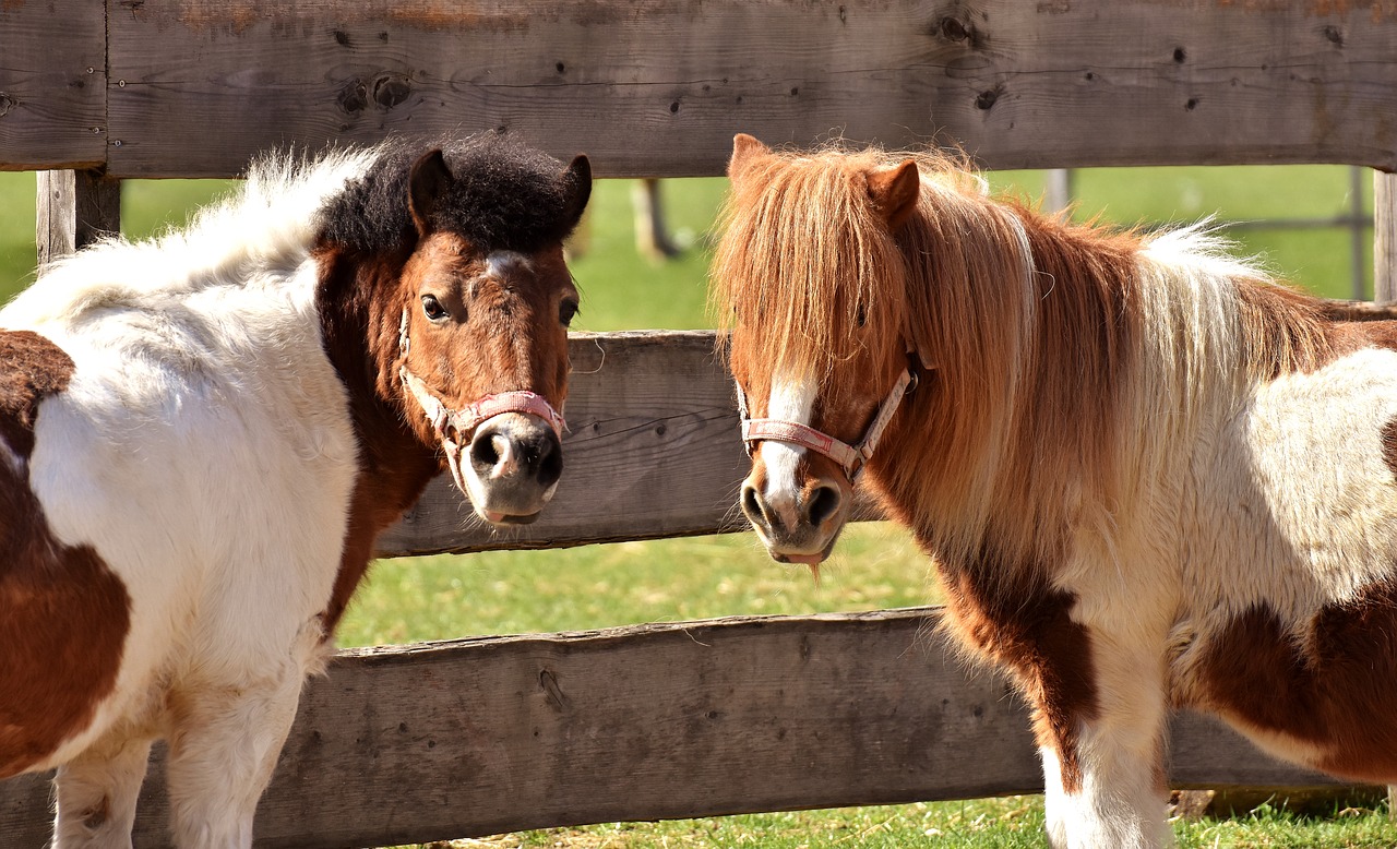 Image - horses play funny animal pony