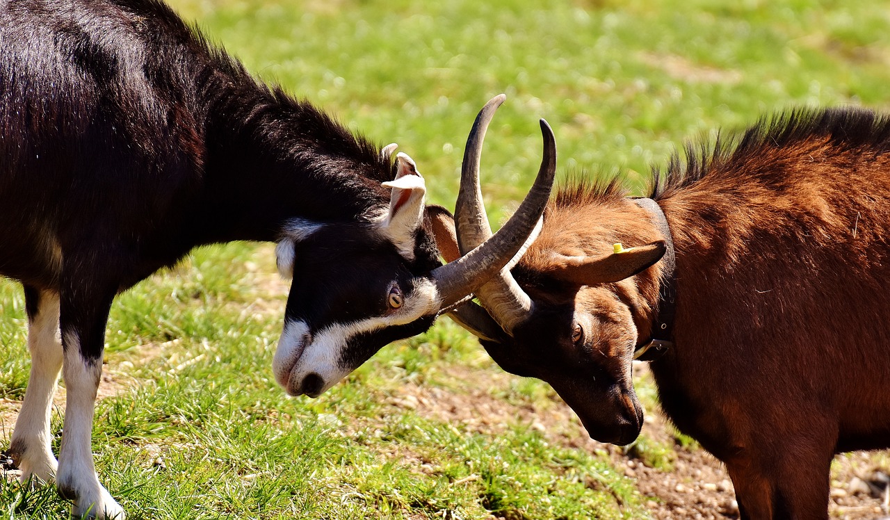 Image - goats play fight domestic goat