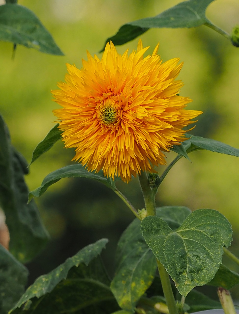 Image - sunflower pompom sunflower pom pom