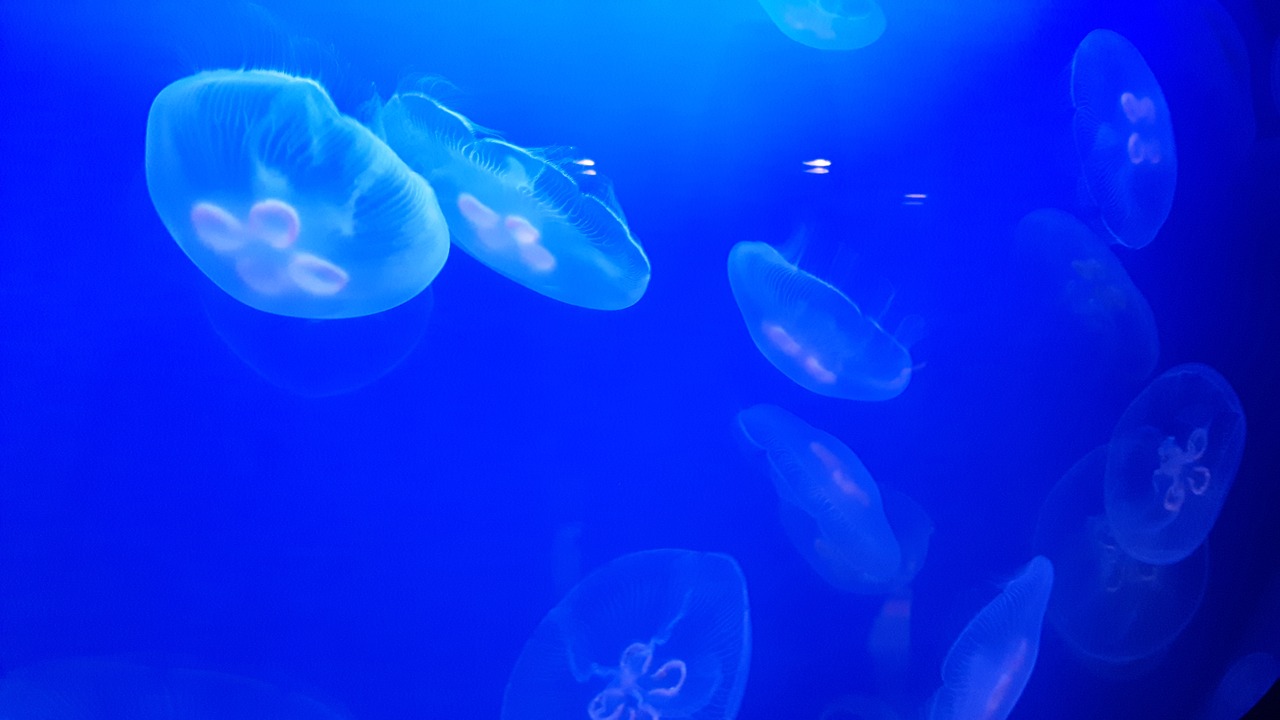 Image - jellyfish nature aquarium