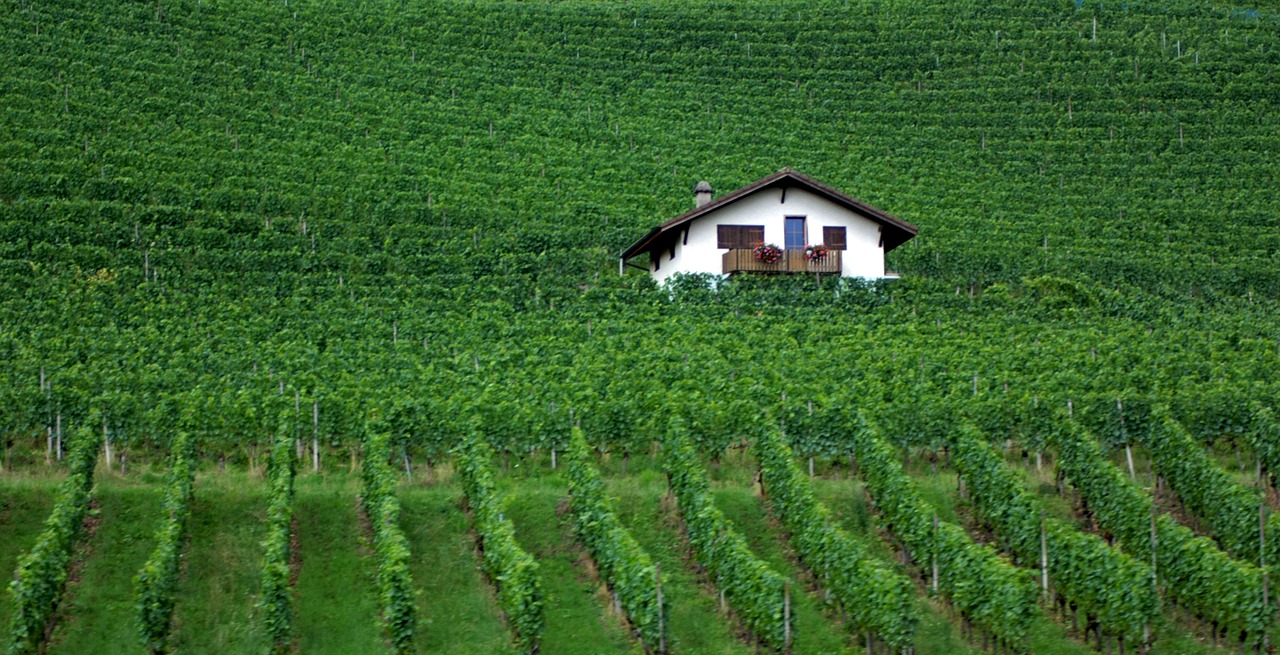 Image - green winyard swiss grapes wine