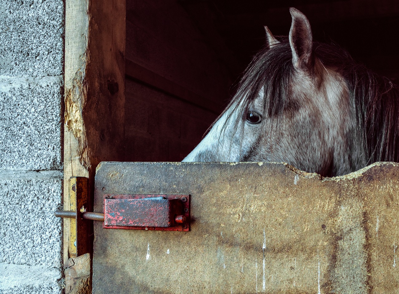 Image - horse foal look box