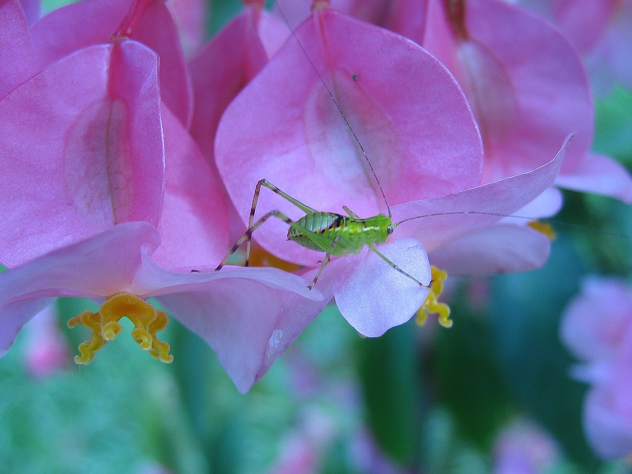 Image - bug insect micro