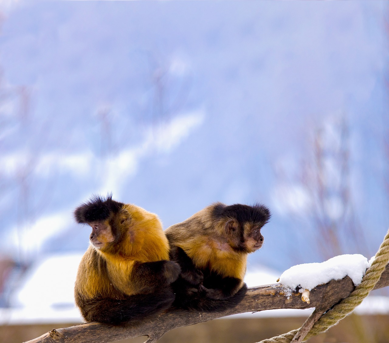 Image - capuchin capuchins primate