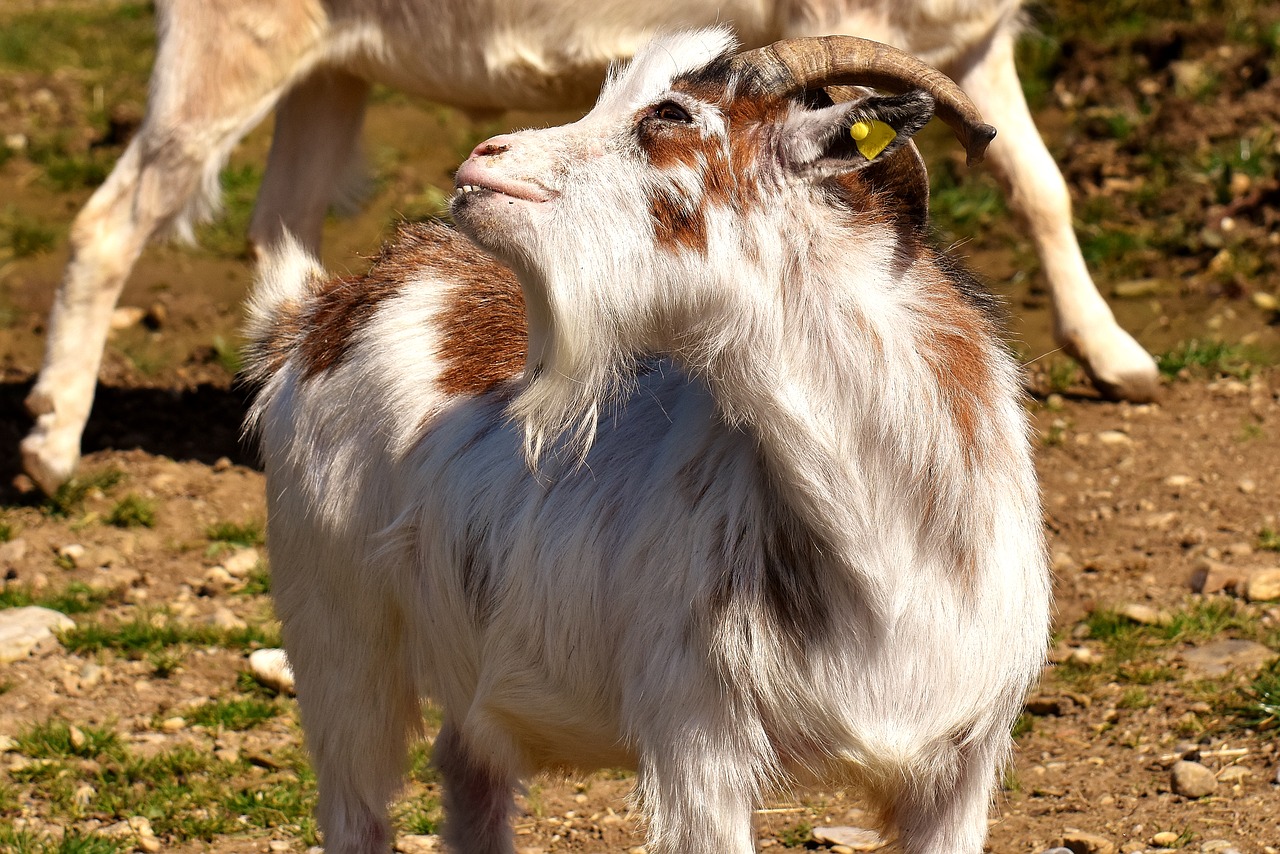 Image - goat funny billy goat horns goatee