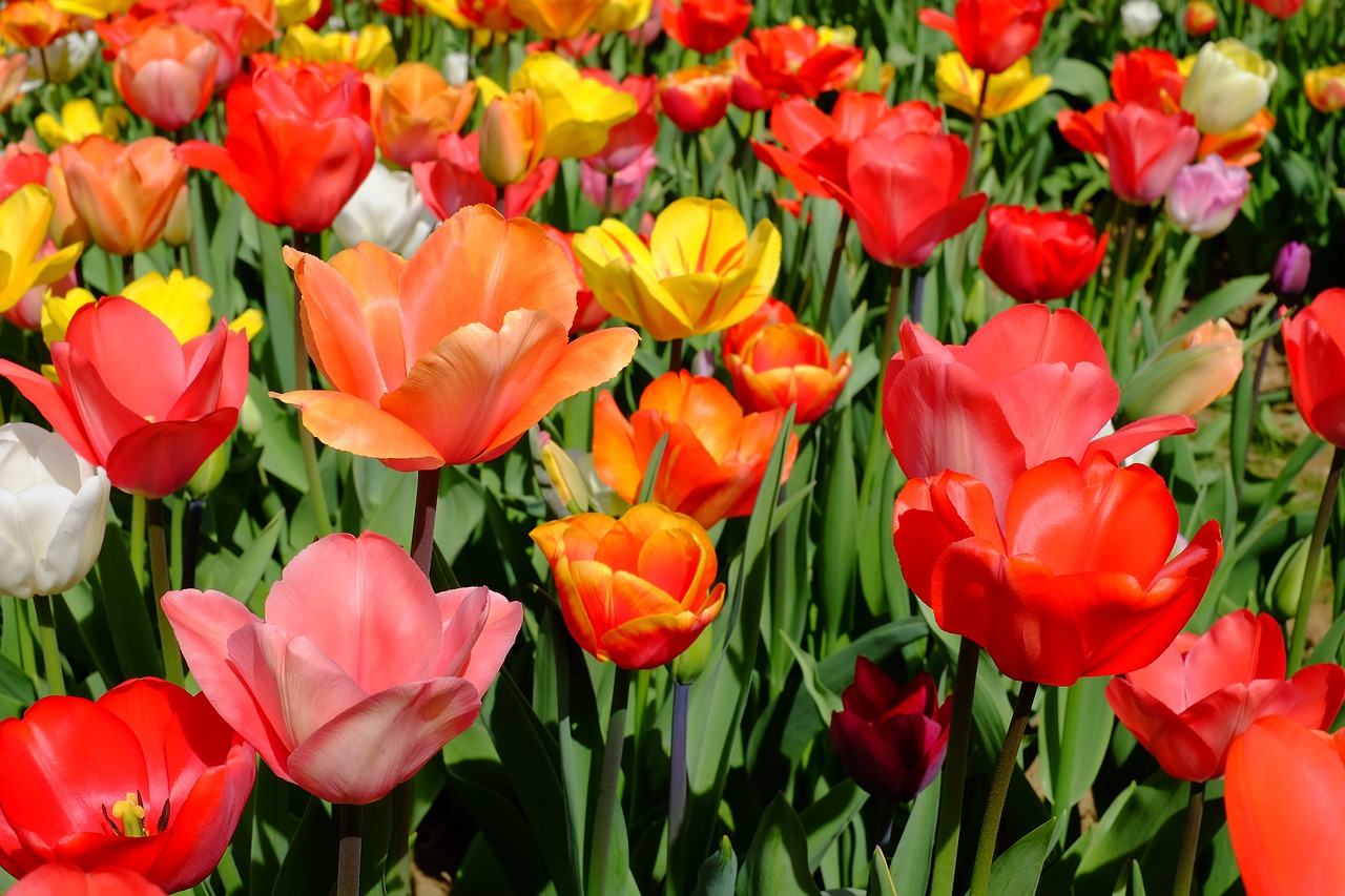 Image - tulips flowers bloom colorful