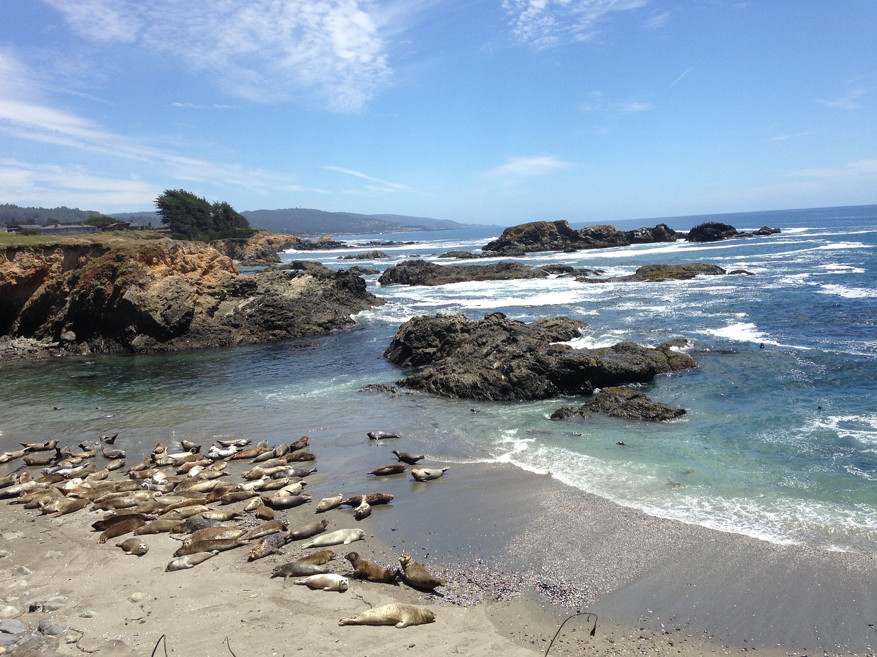 Image - harbor seals pacific ocean sea ranch