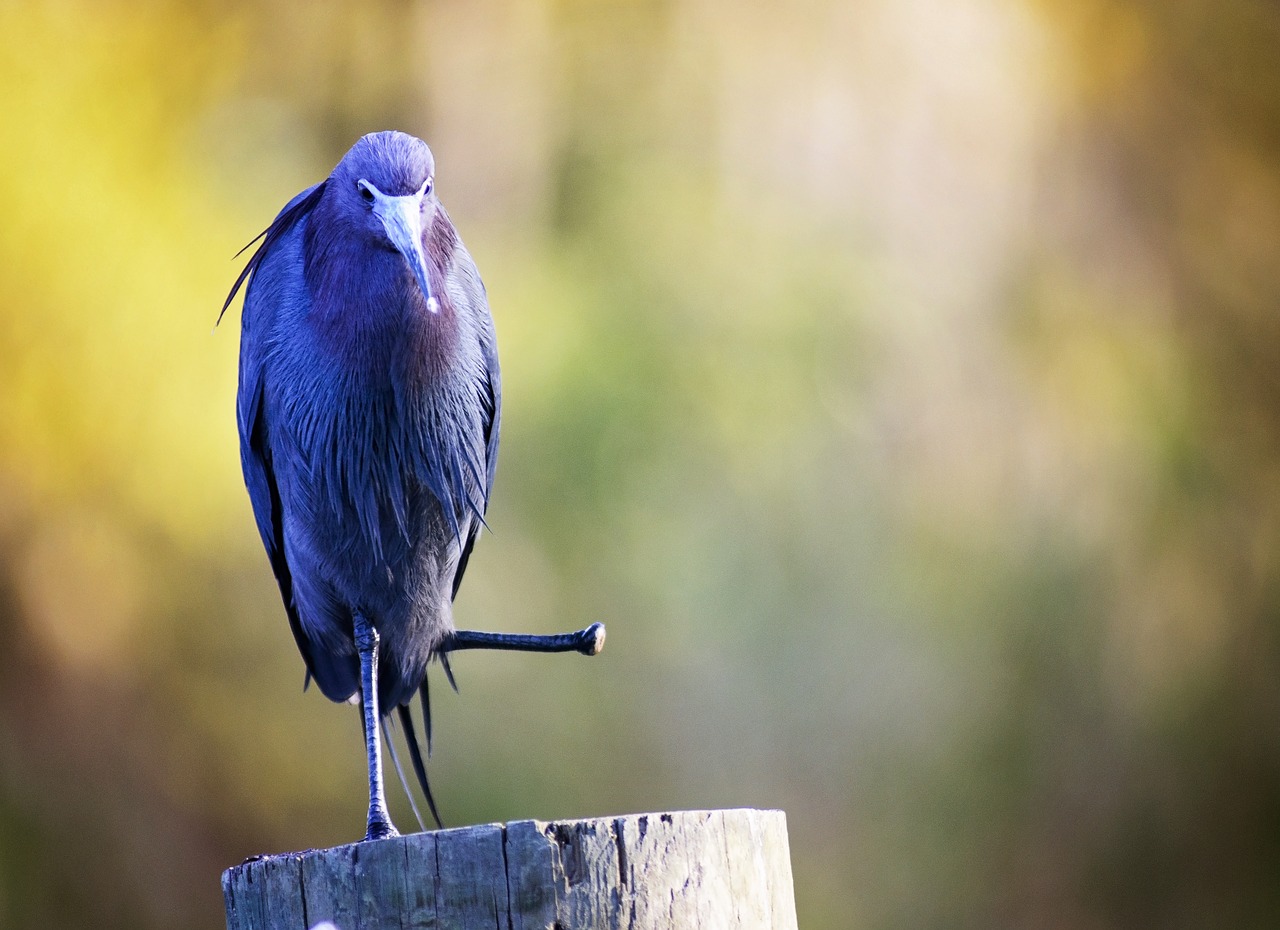 Image - bird missing foot amputated