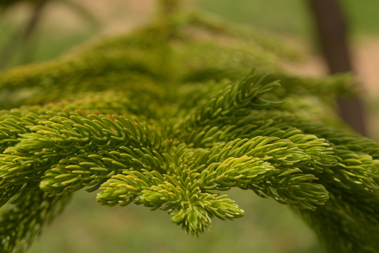 Image - araucaria columnarispine branches