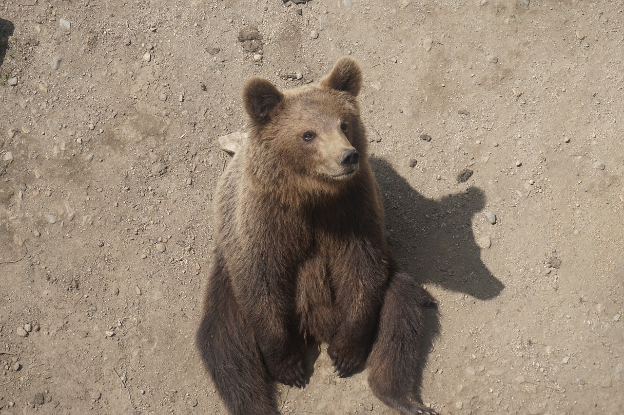 Image - bear dirt fur sitting brown