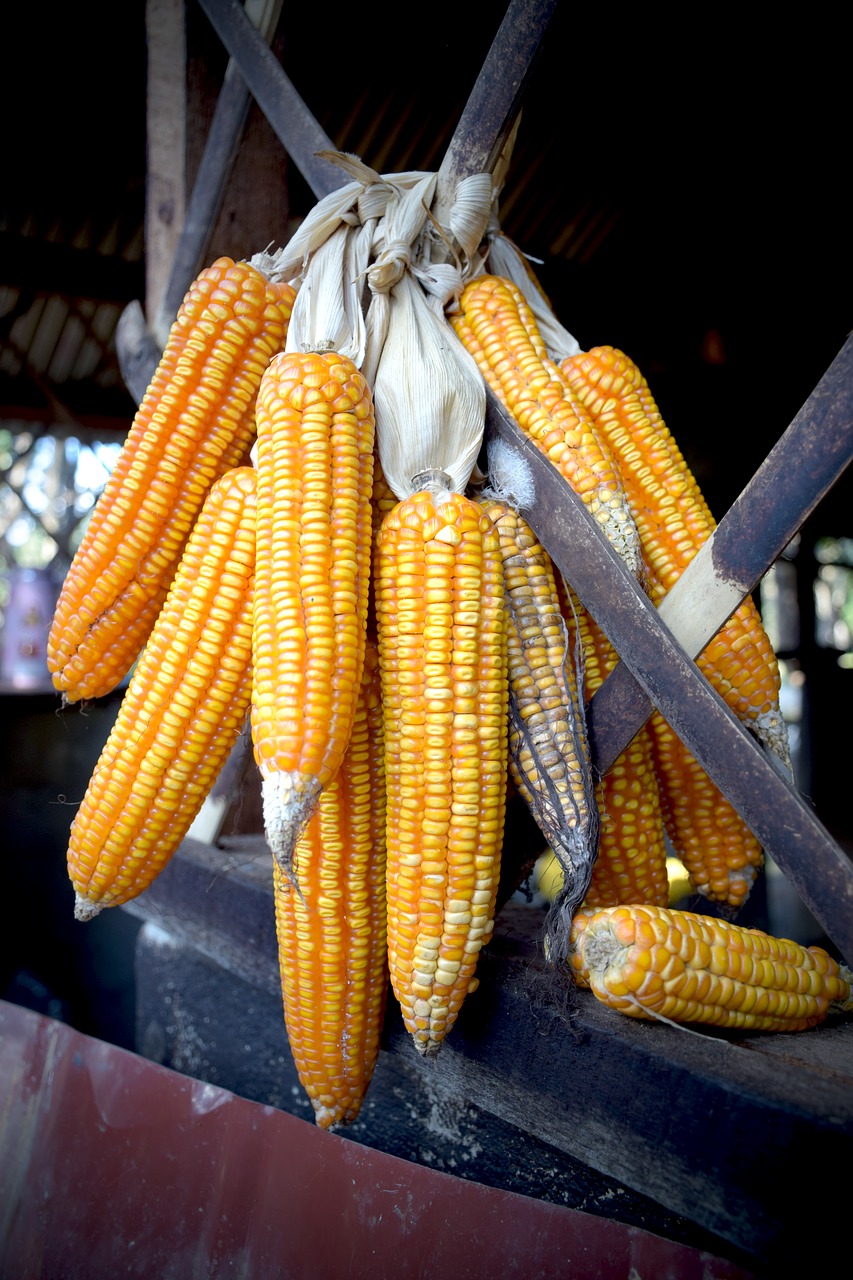 Image - corn fruit food healthy organic