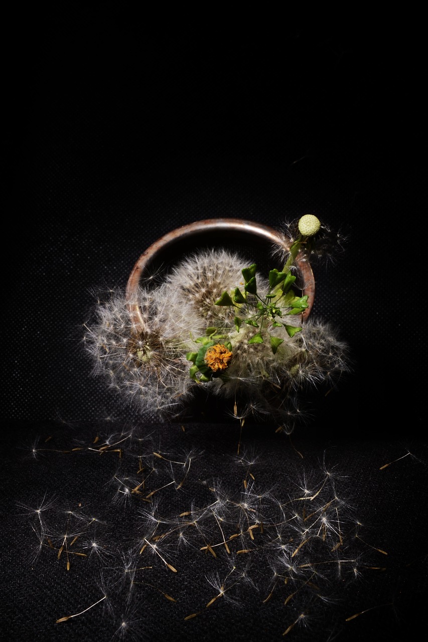 Image - dandelion still life composition