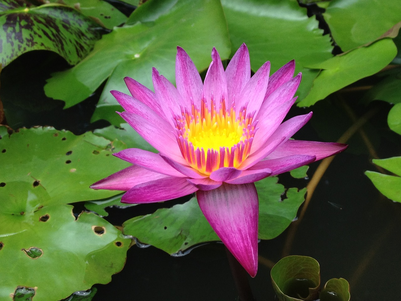 Image - water lily lotus water lily nature