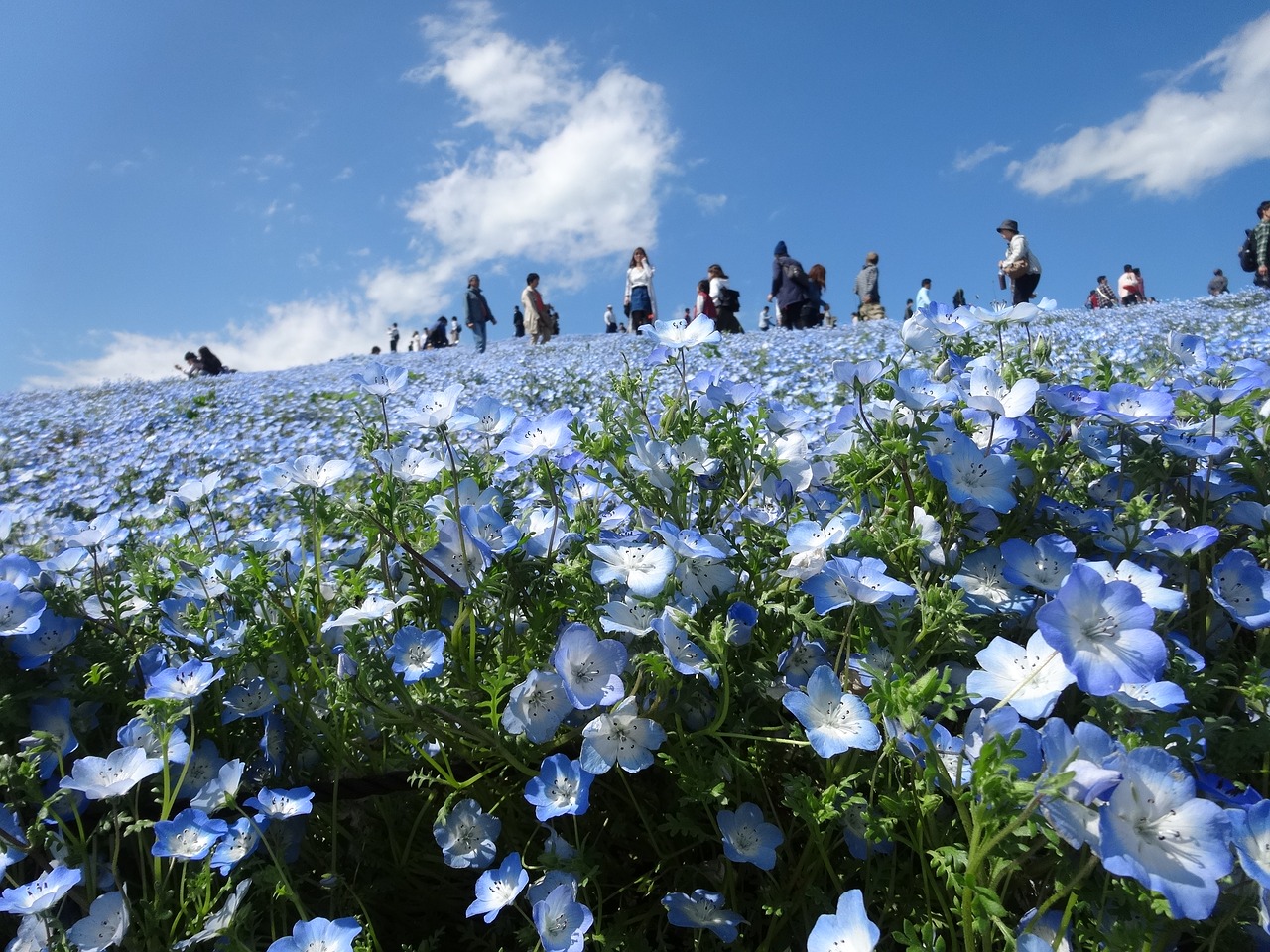 Image - chiba hitachi seaside park nemophila