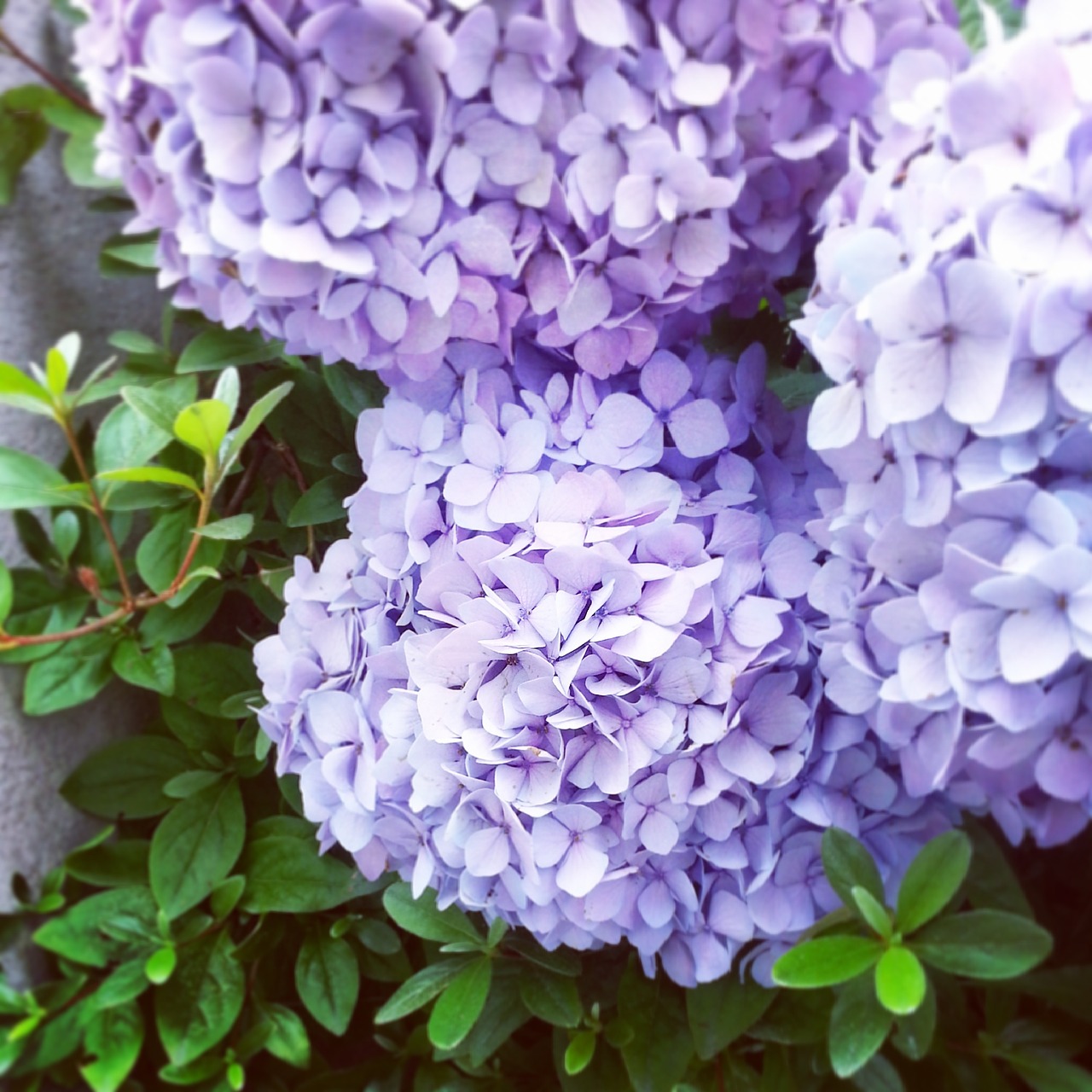 Image - hydrangea pool grass nature