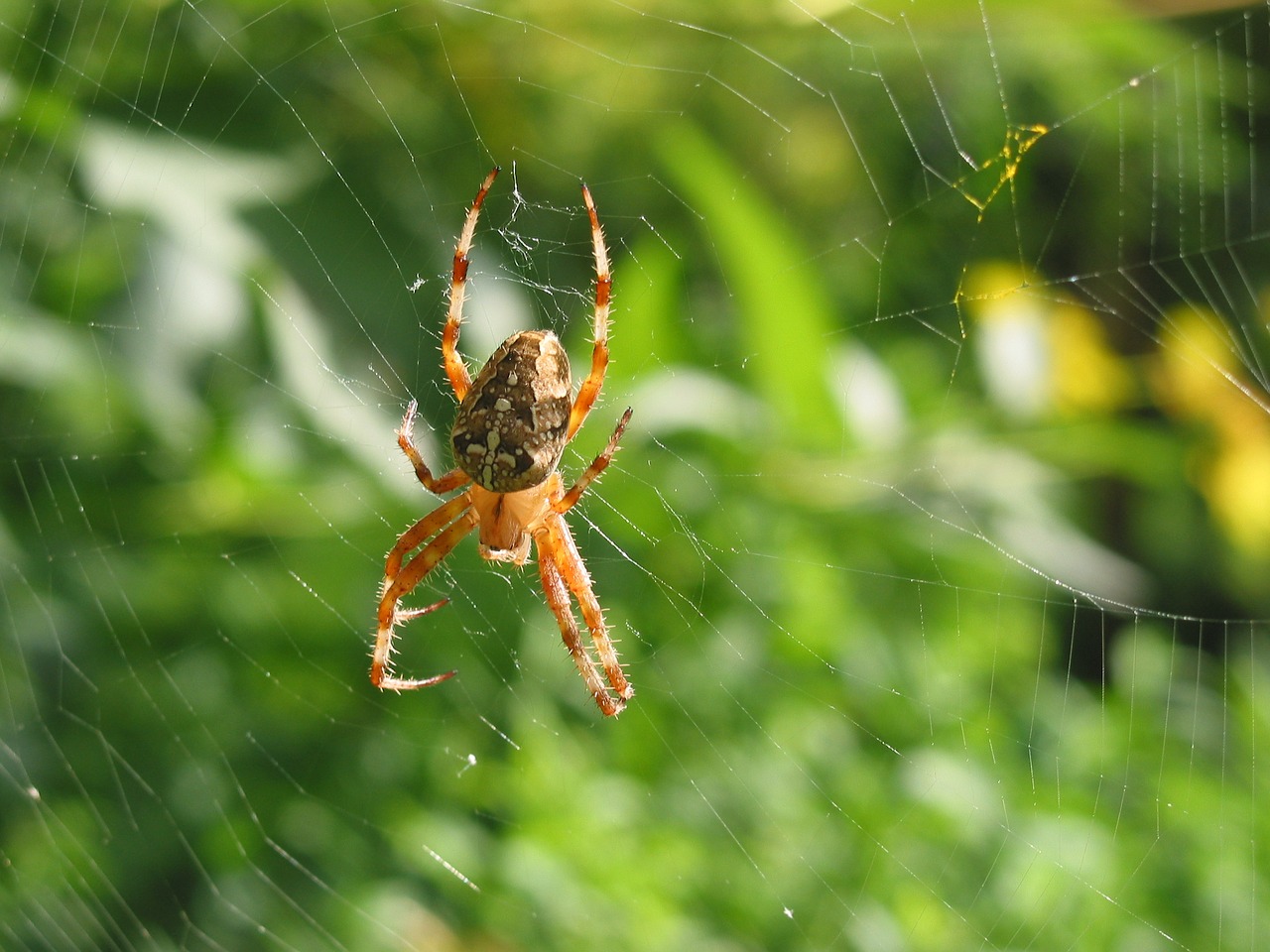 Image - spider arachnid network garden