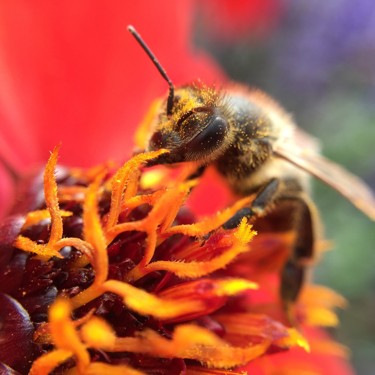 Image - red bee work summer flower