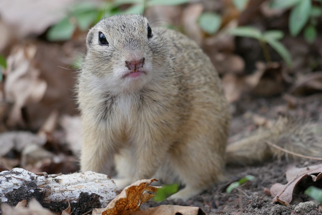 Image - animal ground squirrel croissant