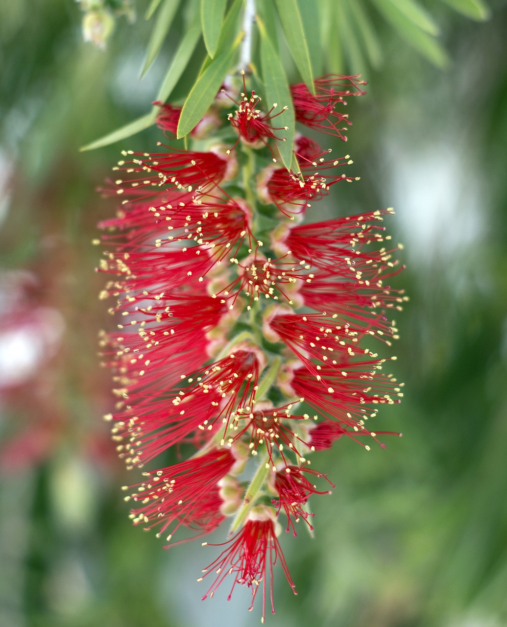 Image - bottlebrush callistemon flower red