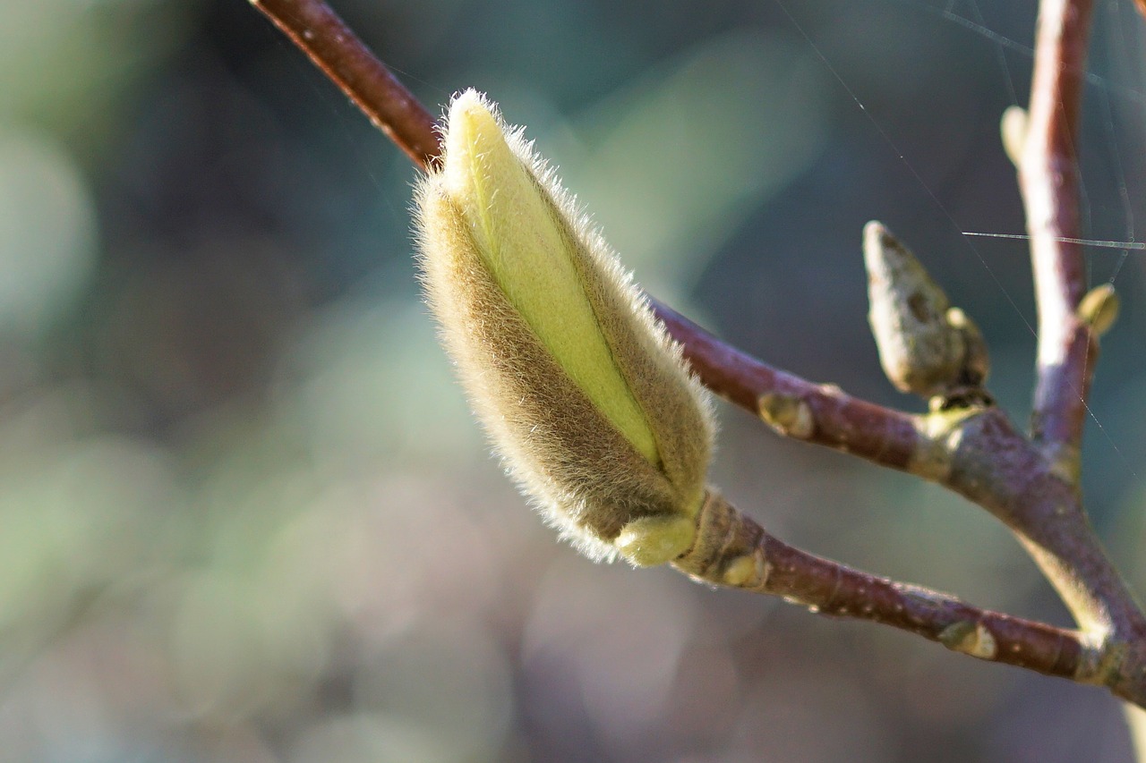 Image - magnolia bud spring plant