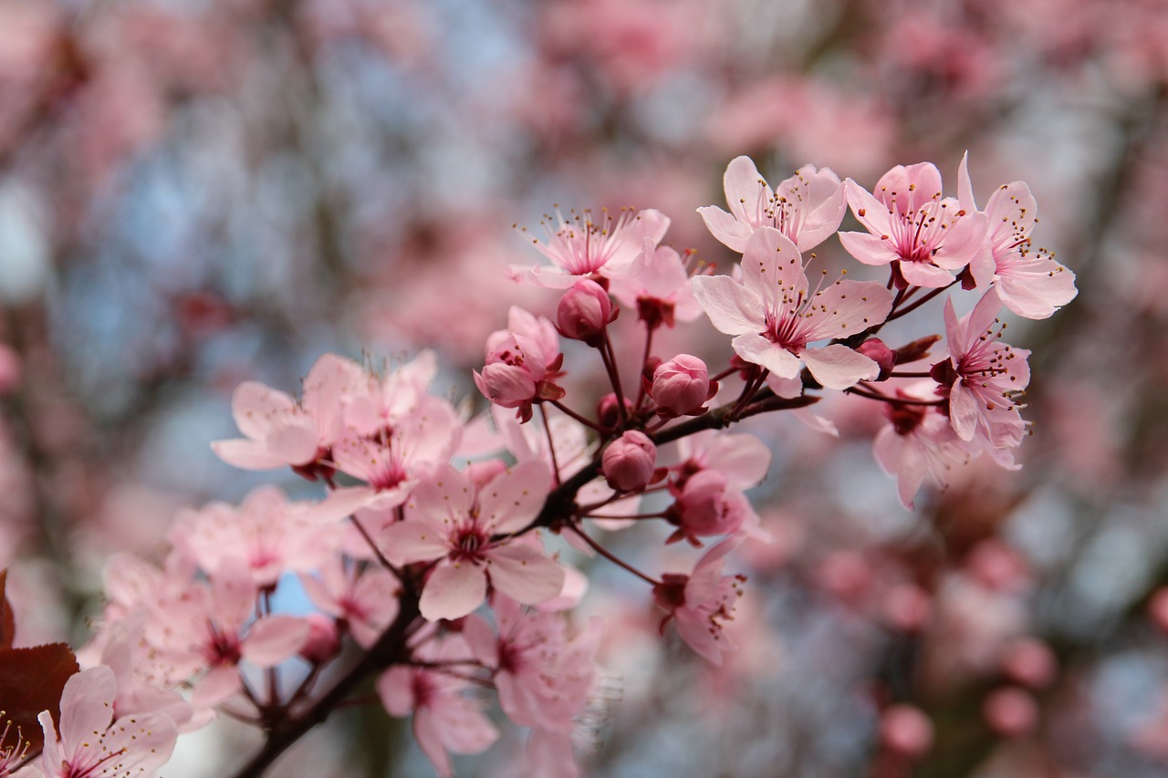 Image - blood plum spring sun tree bloom