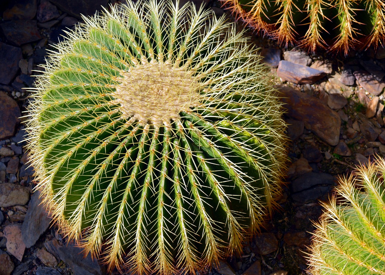 Image - cactus spur plant cactus greenhouse