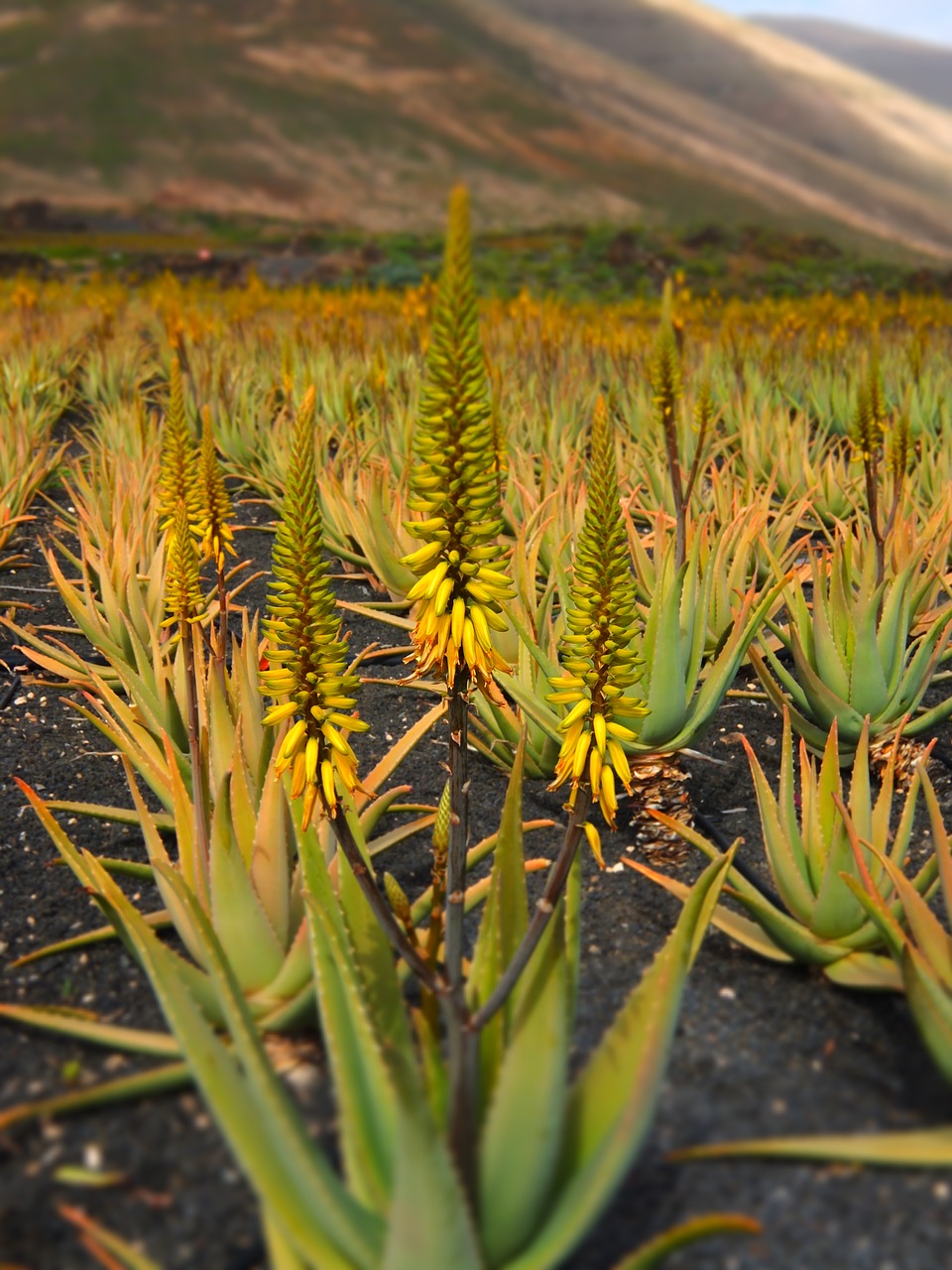 Image - aloe vera aloe vera plant plant