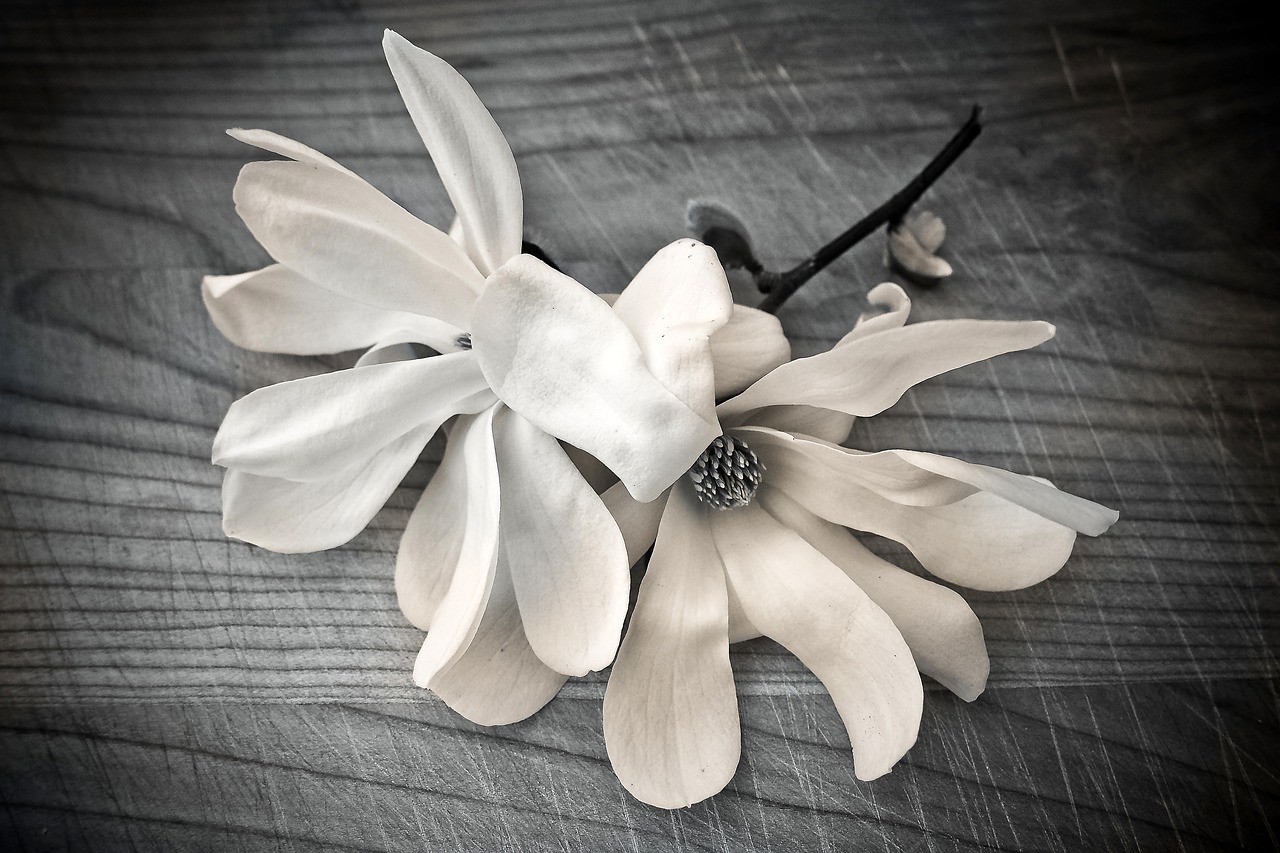 Image - magnolia flower blossom bloom