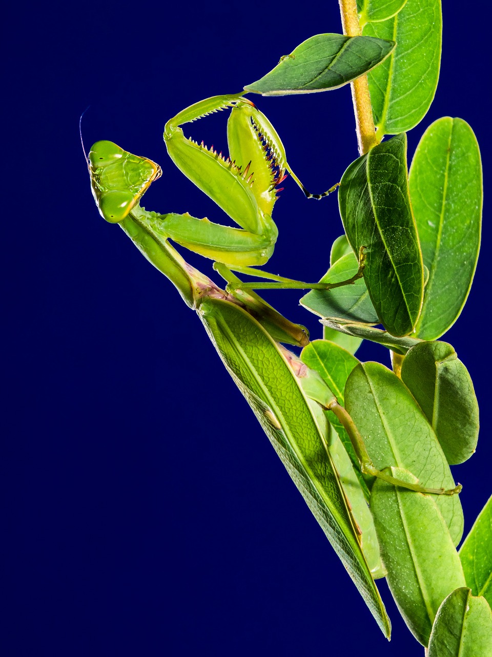 Image - praying mantis fishing locust green