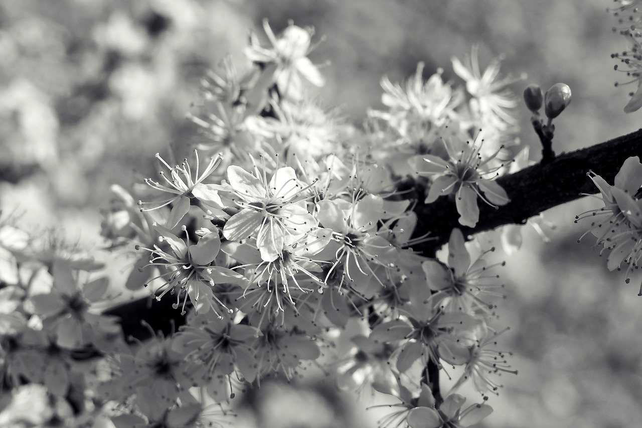 Image - sour cherry tree nature summer
