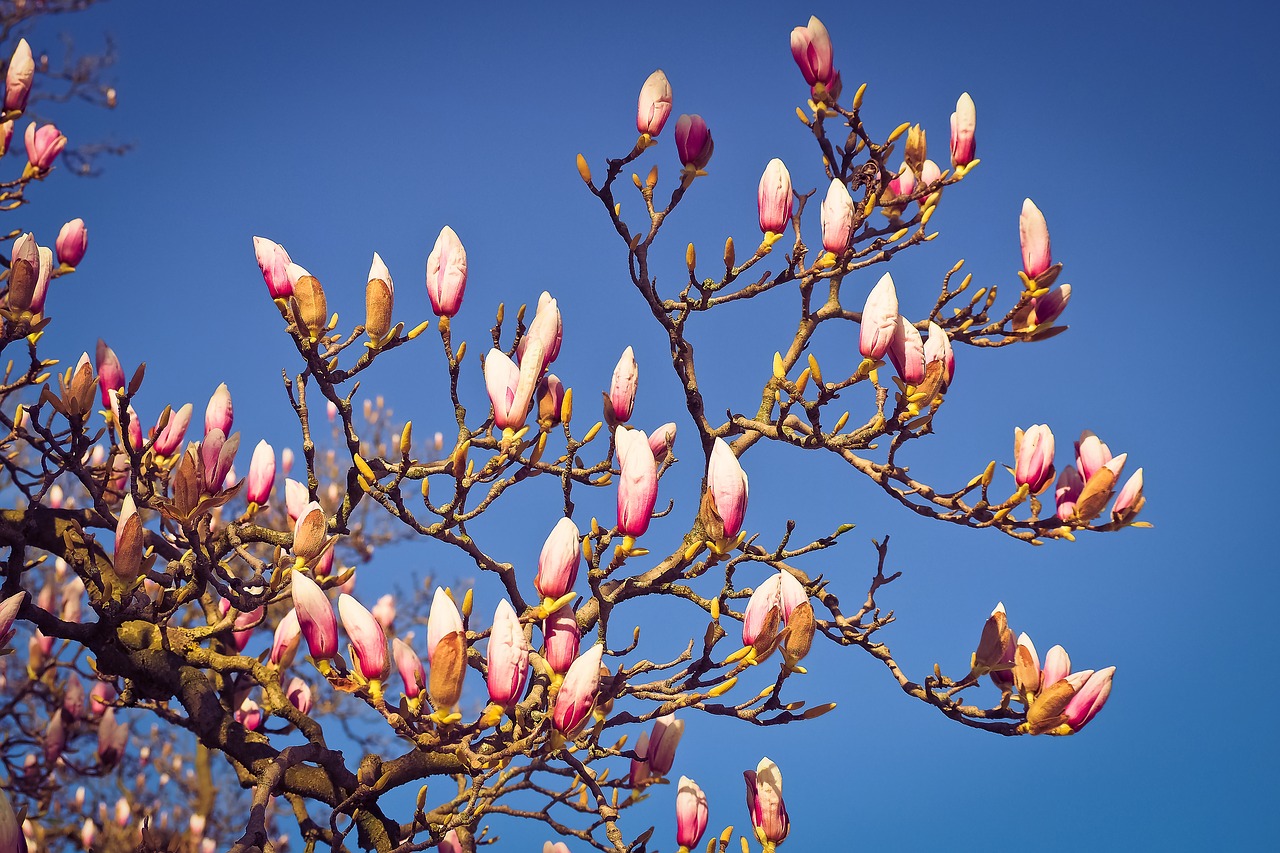 Image - magnolia tree flowers blossom