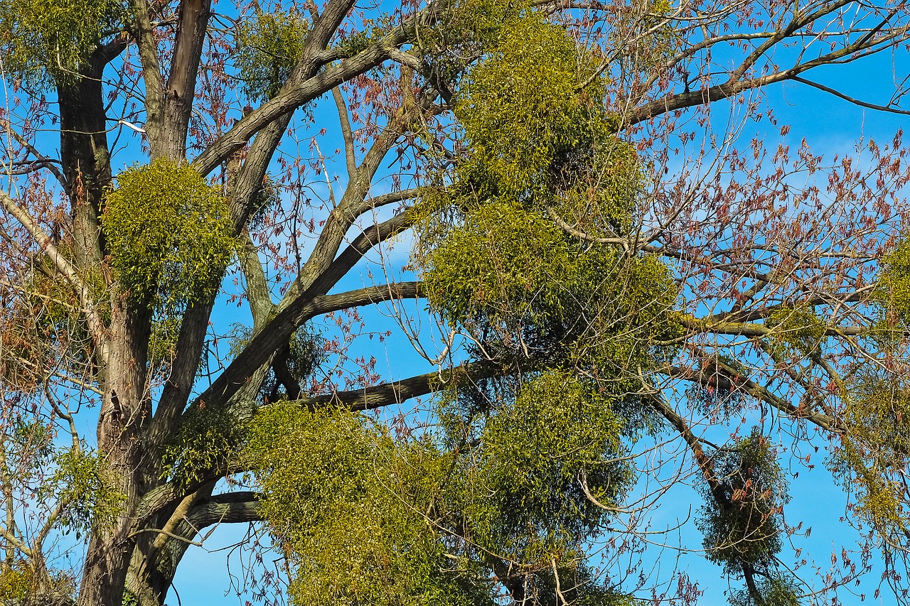 Image - tree mistletoe make the most of