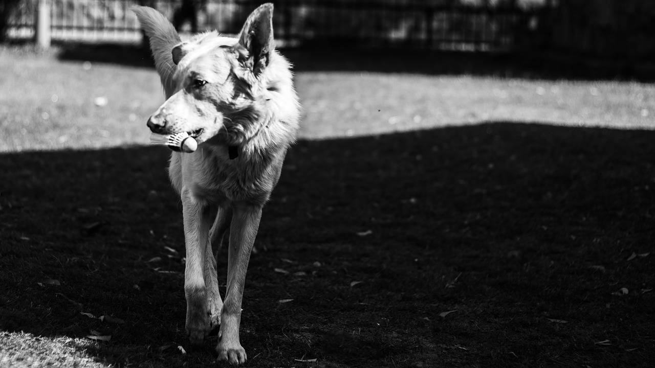 Image - dog walk black and white