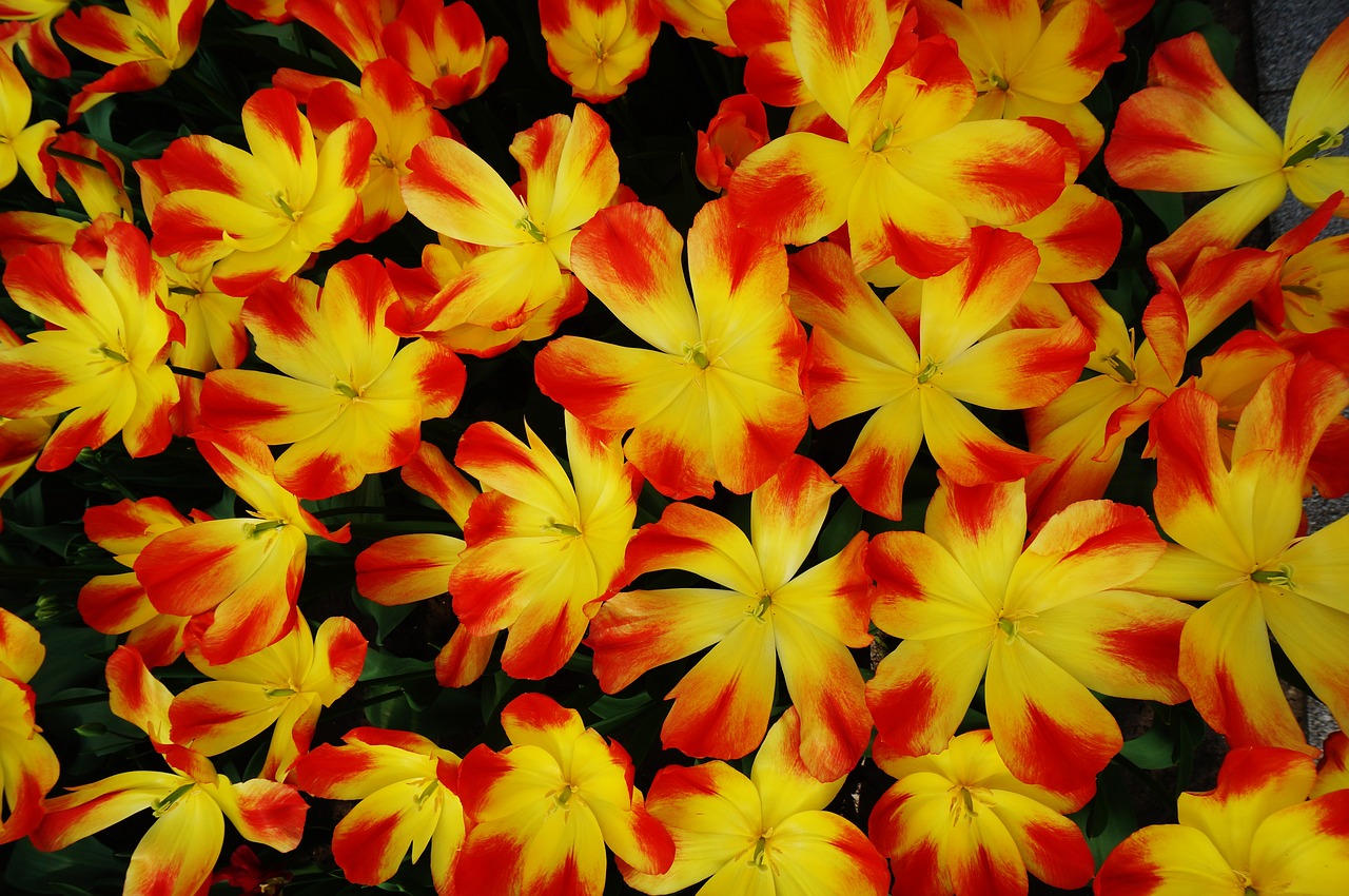 Image - holland netherlands flower garden